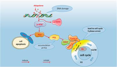 <mark class="highlighted">Adapalene</mark> Inhibits Prostate Cancer Cell Proliferation In Vitro and In Vivo by Inducing DNA Damage, S-phase Cell Cycle Arrest, and Apoptosis